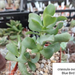 crassula ovata blue bird
