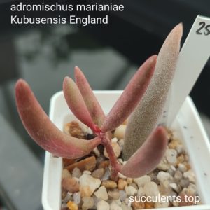 adromischus marianiae kubusensis Englend
