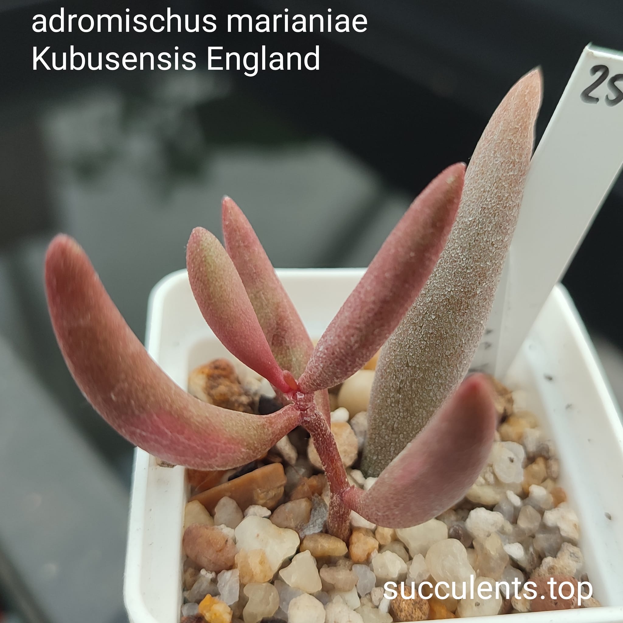 adromischus marianiae kubusensis Englend
