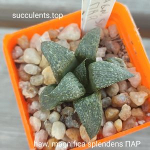 haworthia magnifica splendens ПАР