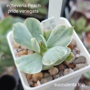 echeveria peach pride variegata