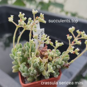 crassula sericea mini