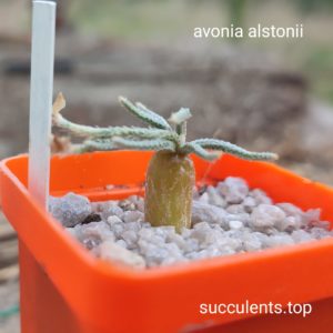 avonia alstonii