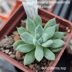 echeveria tolimanensis night clouds