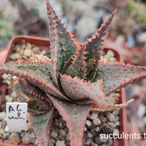 Aloe A6 ціна за дітку з рослини на фото