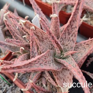 aloe A19 ціна за дітку з рослини на фото