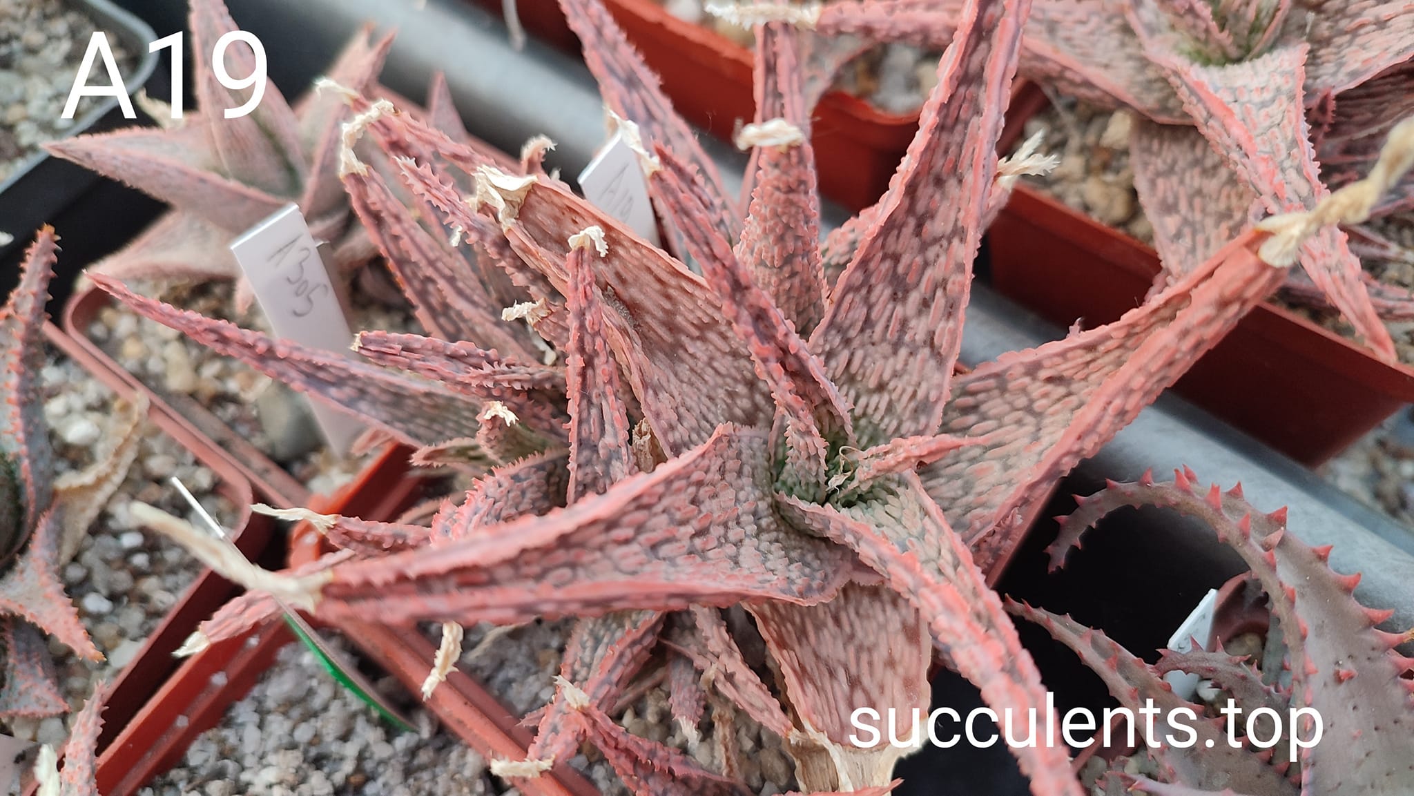 aloe A19 ціна за дітку з рослини на фото