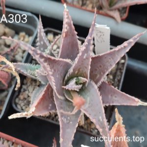 aloe A303 ціна за дітку з рослини на фото