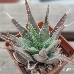 aloe cv