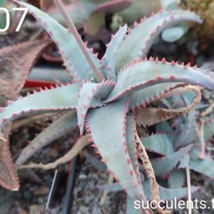 aloe A307  ціна за дітку з рослини на фото