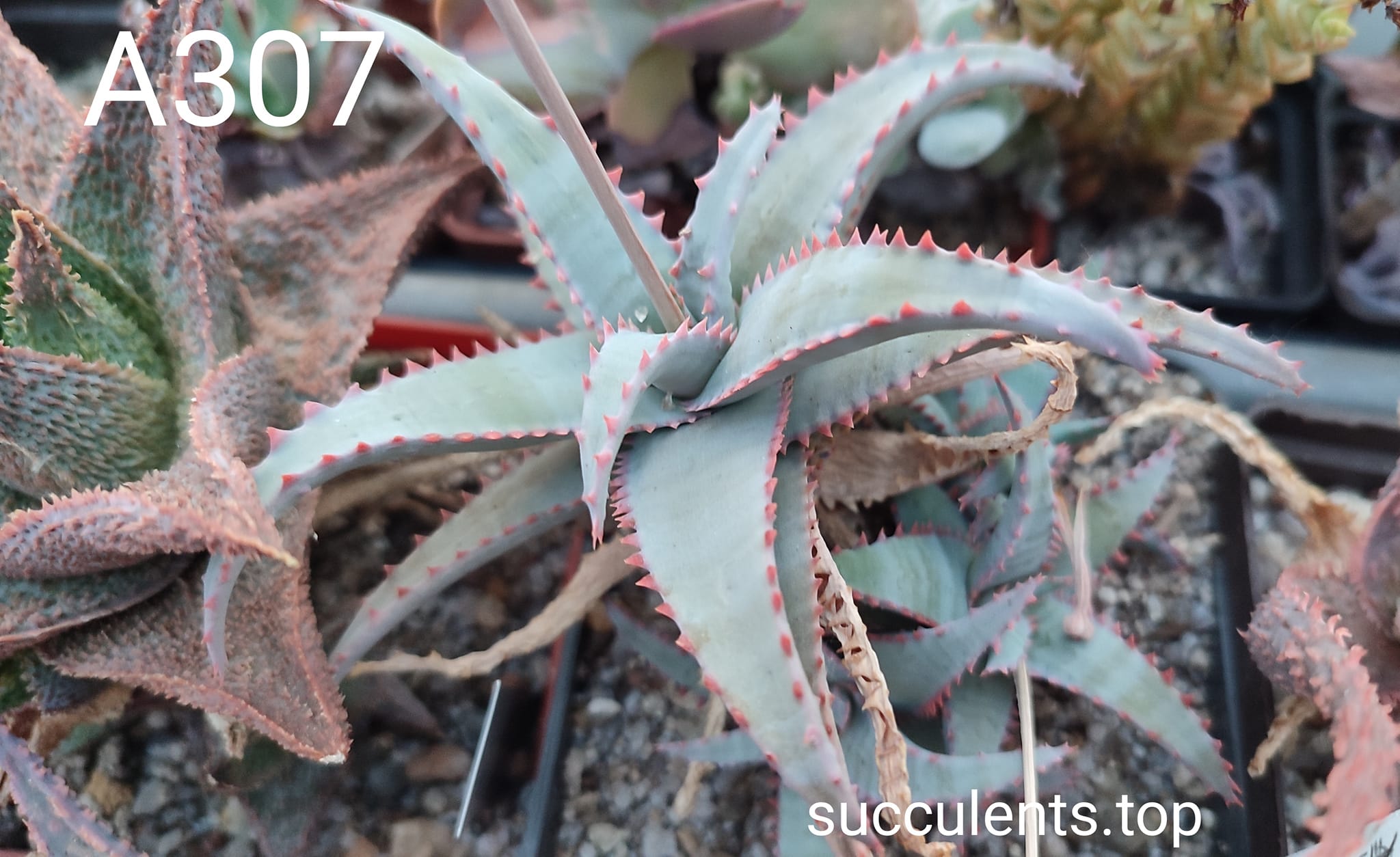 aloe A307  ціна за дітку з рослини на фото