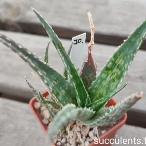 aloe cv