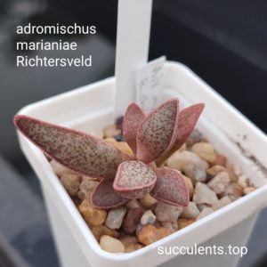 adromischus marianiae Richtersveld