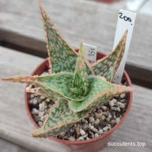 Aloe A58
