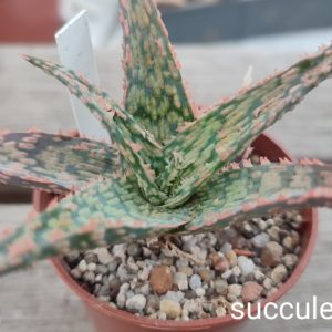 aloe cv