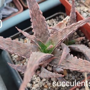 Aloe A300 ціна за дітку з рослини на фото