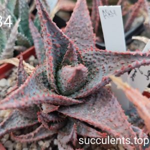 Aloe A84 ціна за дітку з рослини на фото