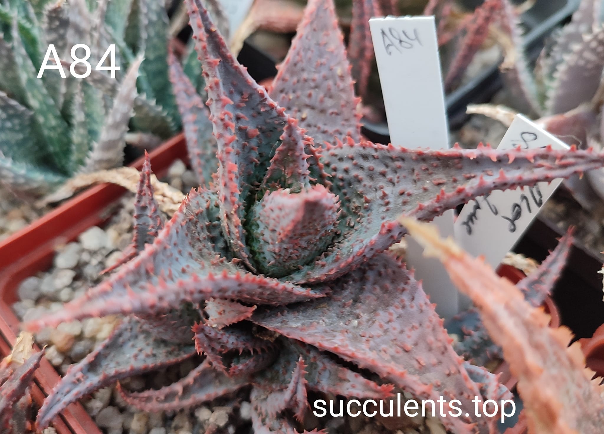 Aloe A84 ціна за дітку з рослини на фото