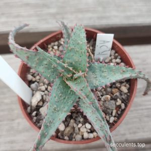 aloe AC4