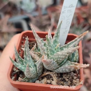 aloe descoinsii angustofolia ціна за дітку з рослини на фото