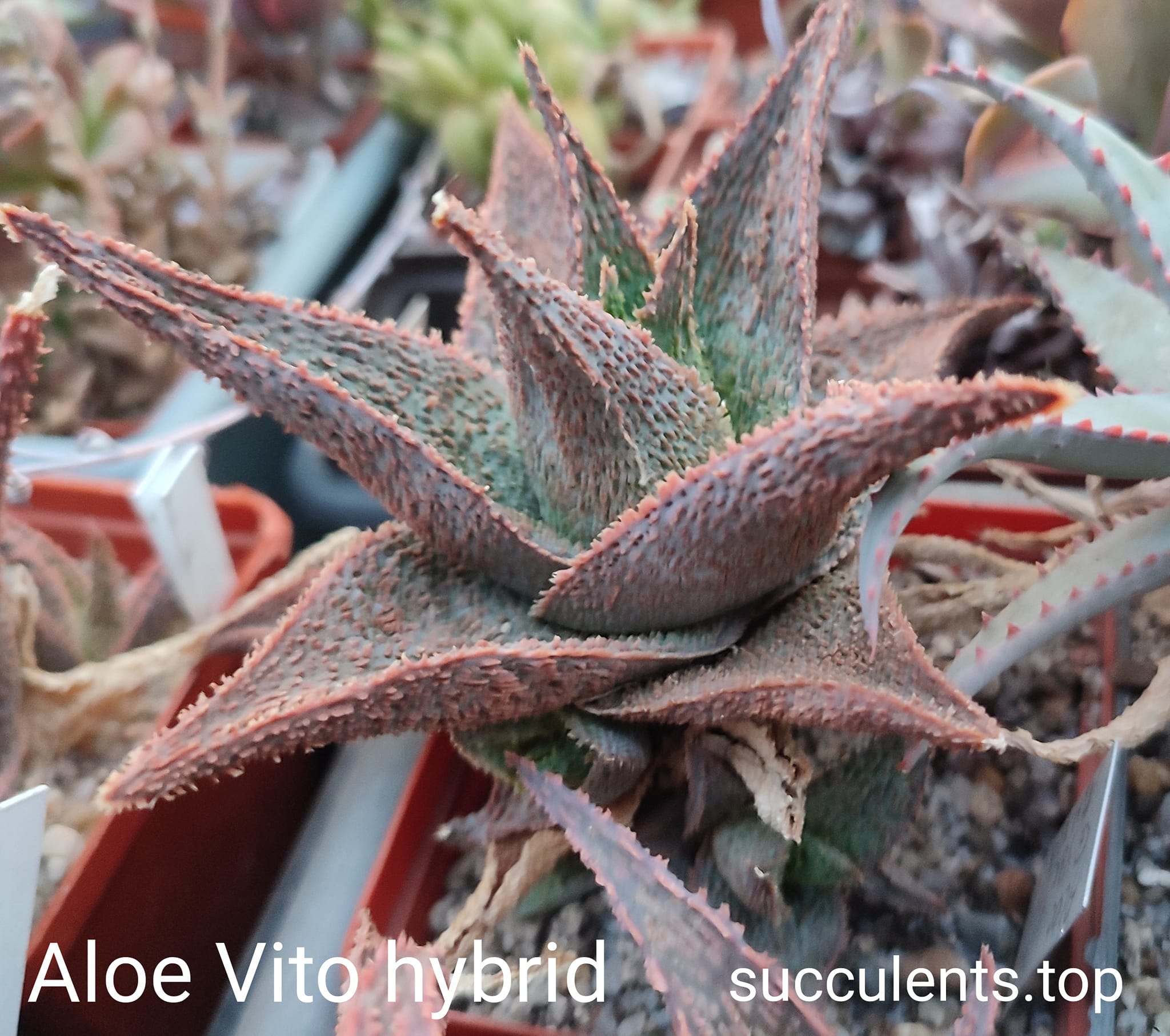 Aloe Vito hybrid ціна за дітку з рослини на фото