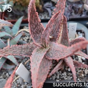 Aloe A75 ціна за дітку з рослини на фото