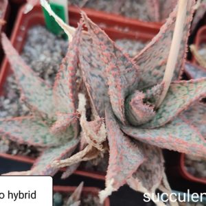 aloe Franco hybrid ціна за дітку з рослини на фото