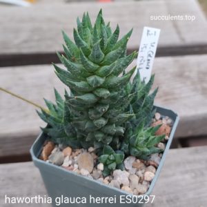 haworthia glauca herrei ES0297 ціна за дітку з рослини на фото