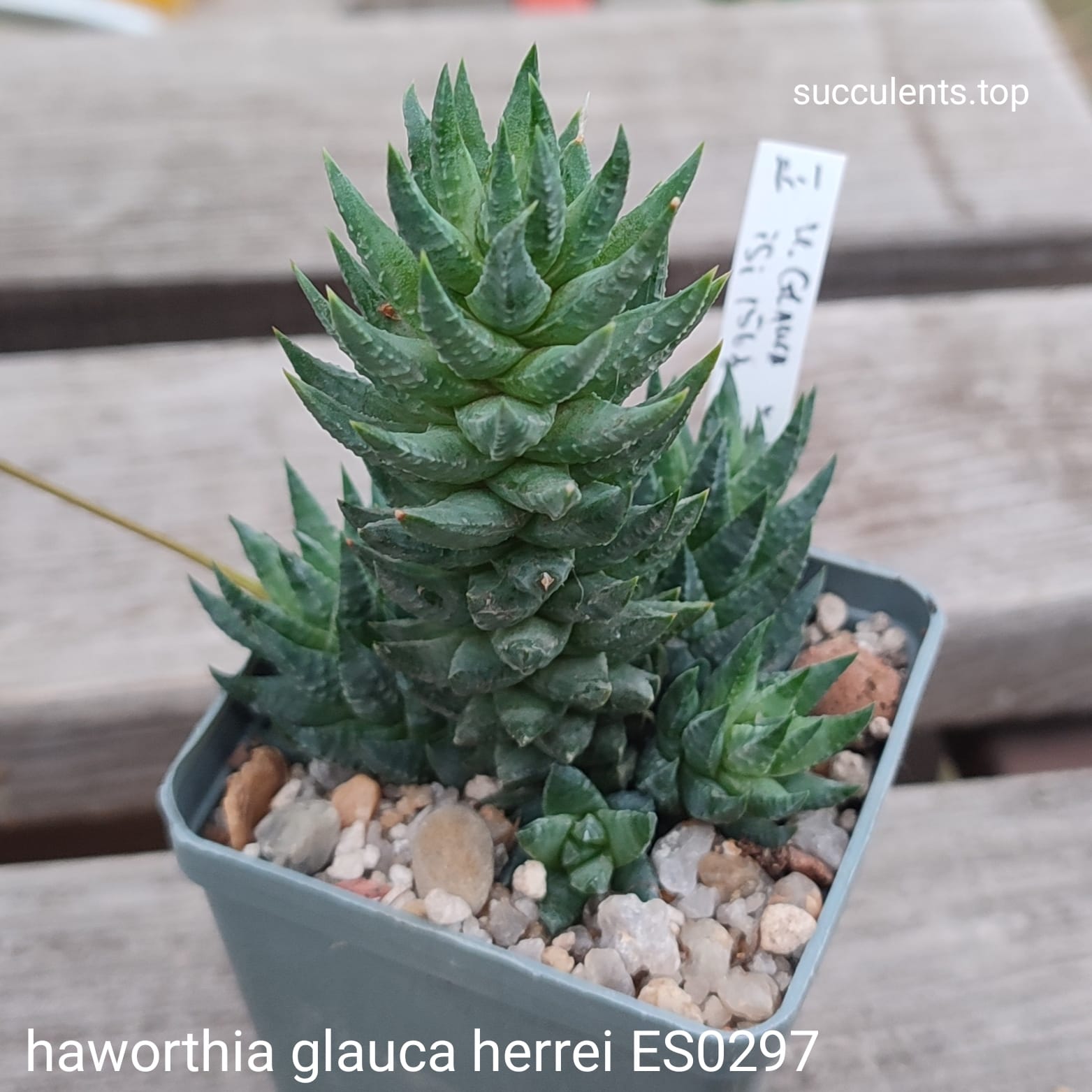 haworthia glauca herrei ES0297 ціна за дітку з рослини на фото
