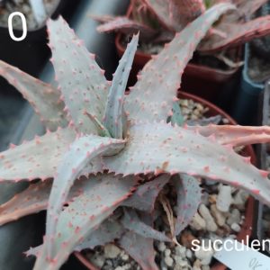 Aloe A310 ціна за дітку з рослини на фото
