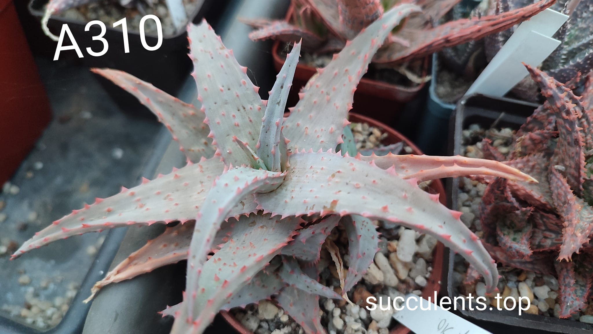 Aloe A310 ціна за дітку з рослини на фото