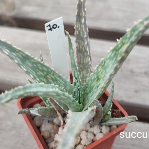 aloe cv
