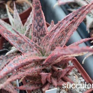 Aloe A85 ціна за дітку з рослини на фото