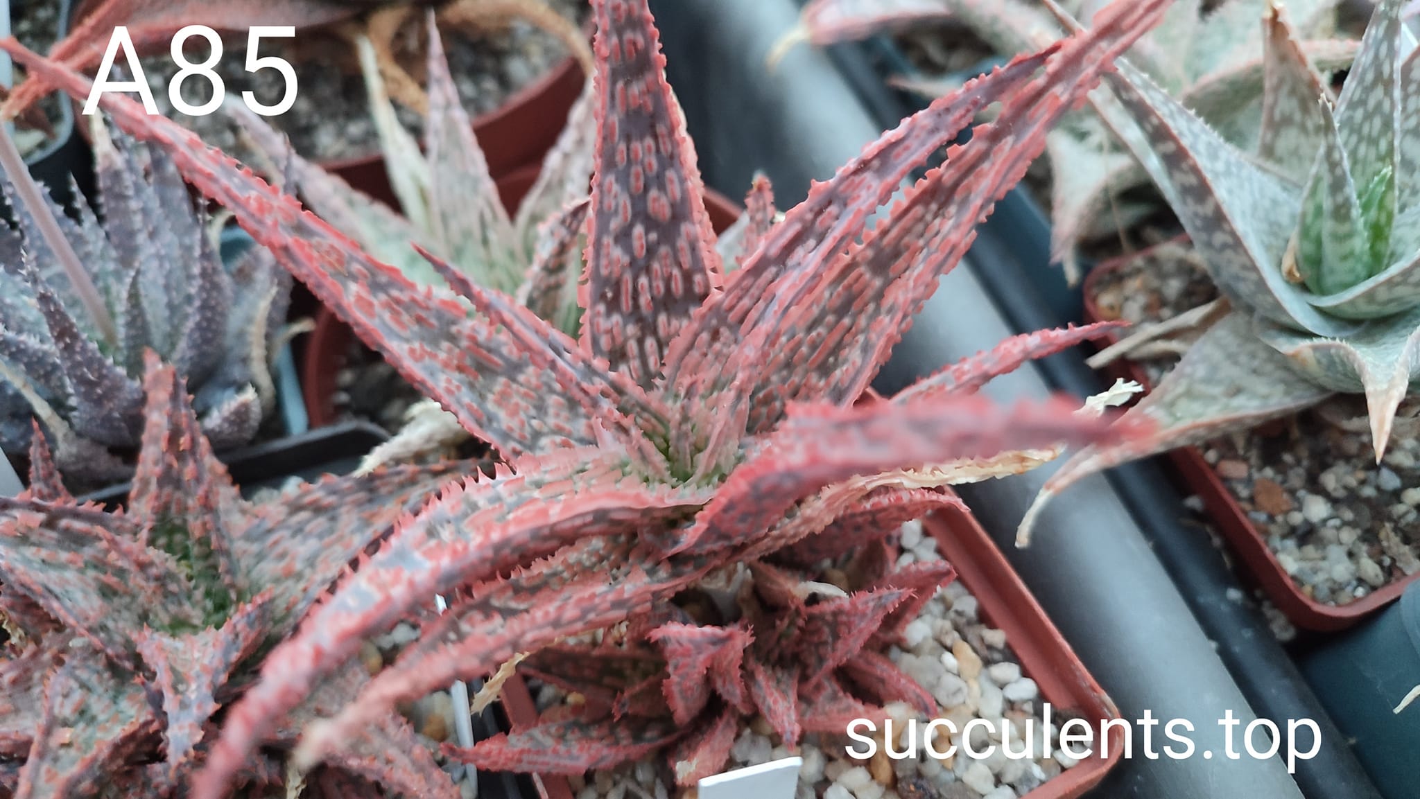 Aloe A85 ціна за дітку з рослини на фото