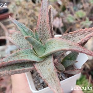 Aloe AC24 ціна за дітку з рослини на фото