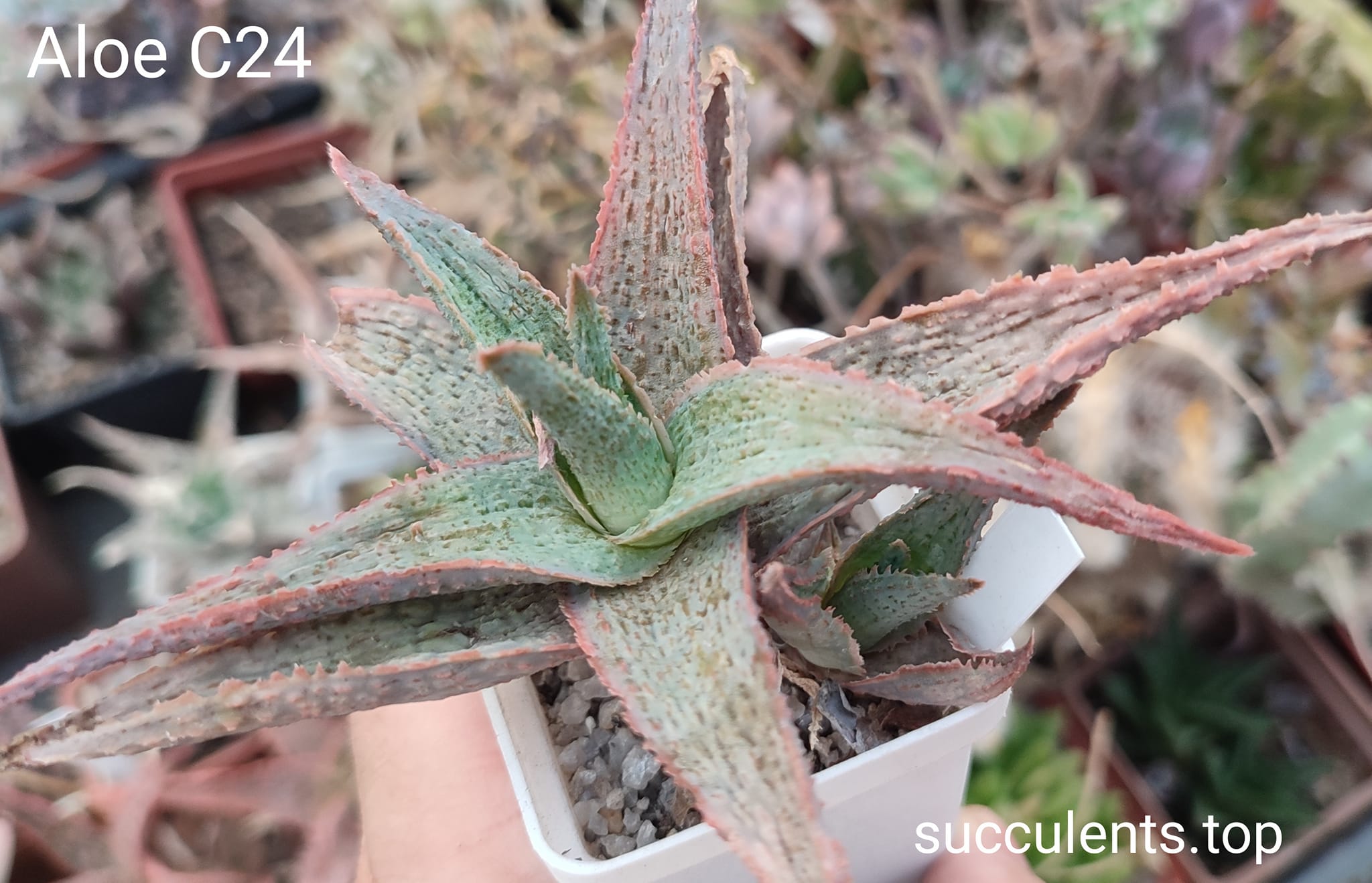 Aloe AC24 ціна за дітку з рослини на фото