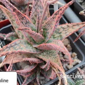aloe cv Ketty Crinoline ціна за дітку з рослини на фото