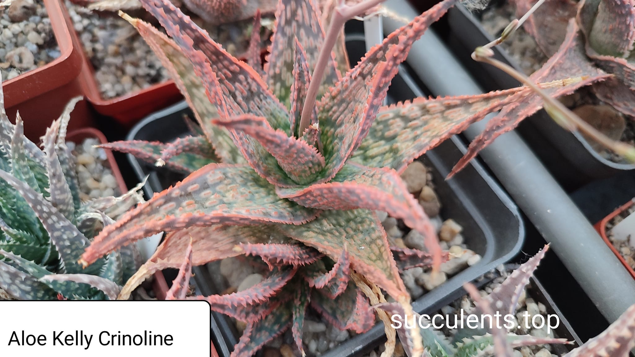 aloe cv Ketty Crinoline ціна за дітку з рослини на фото