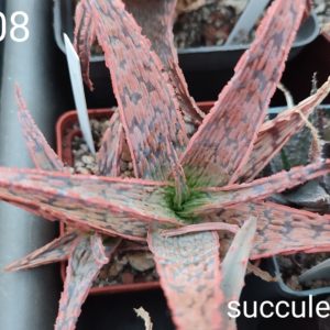 Aloe A308 ціна за дітку з рослини на фото