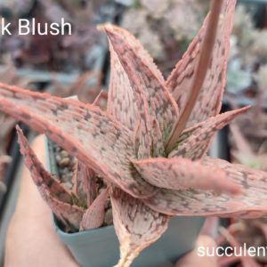 aloe Pink Blush ціна за дітку з рослини на фото
