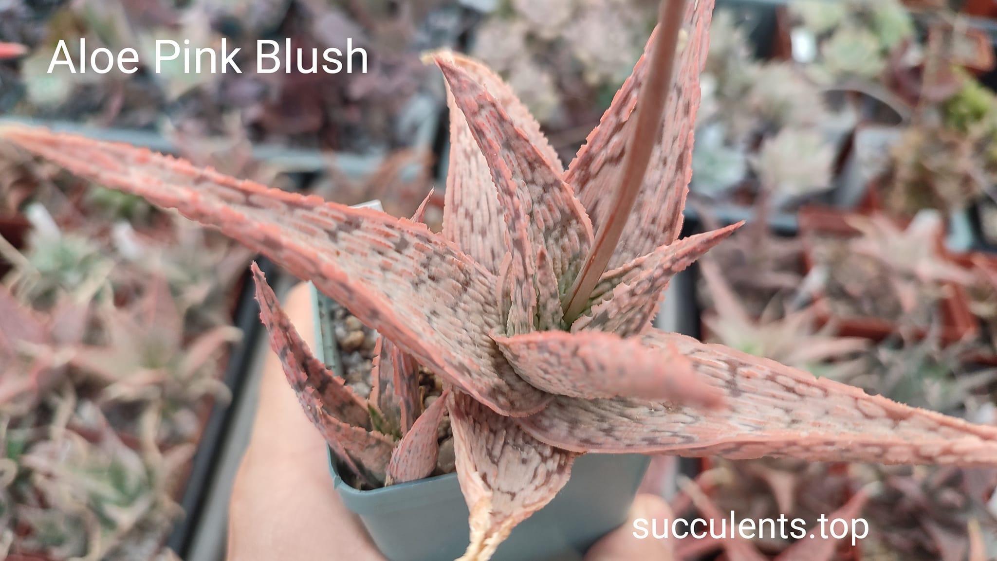 aloe Pink Blush ціна за дітку з рослини на фото