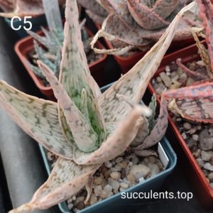 Aloe C5 ціна за дітку з рослини на фото