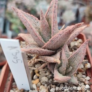 Aloe A305 ціна за дітку з рослини на фото