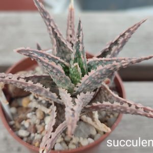 aloe cv