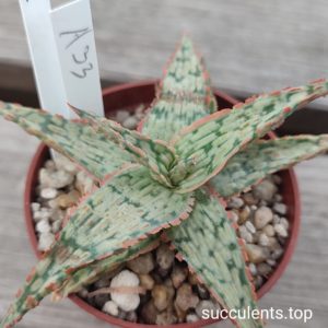 Aloe A33