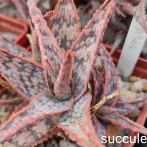 Aloe A306 ціна за дітку з рослини на фото