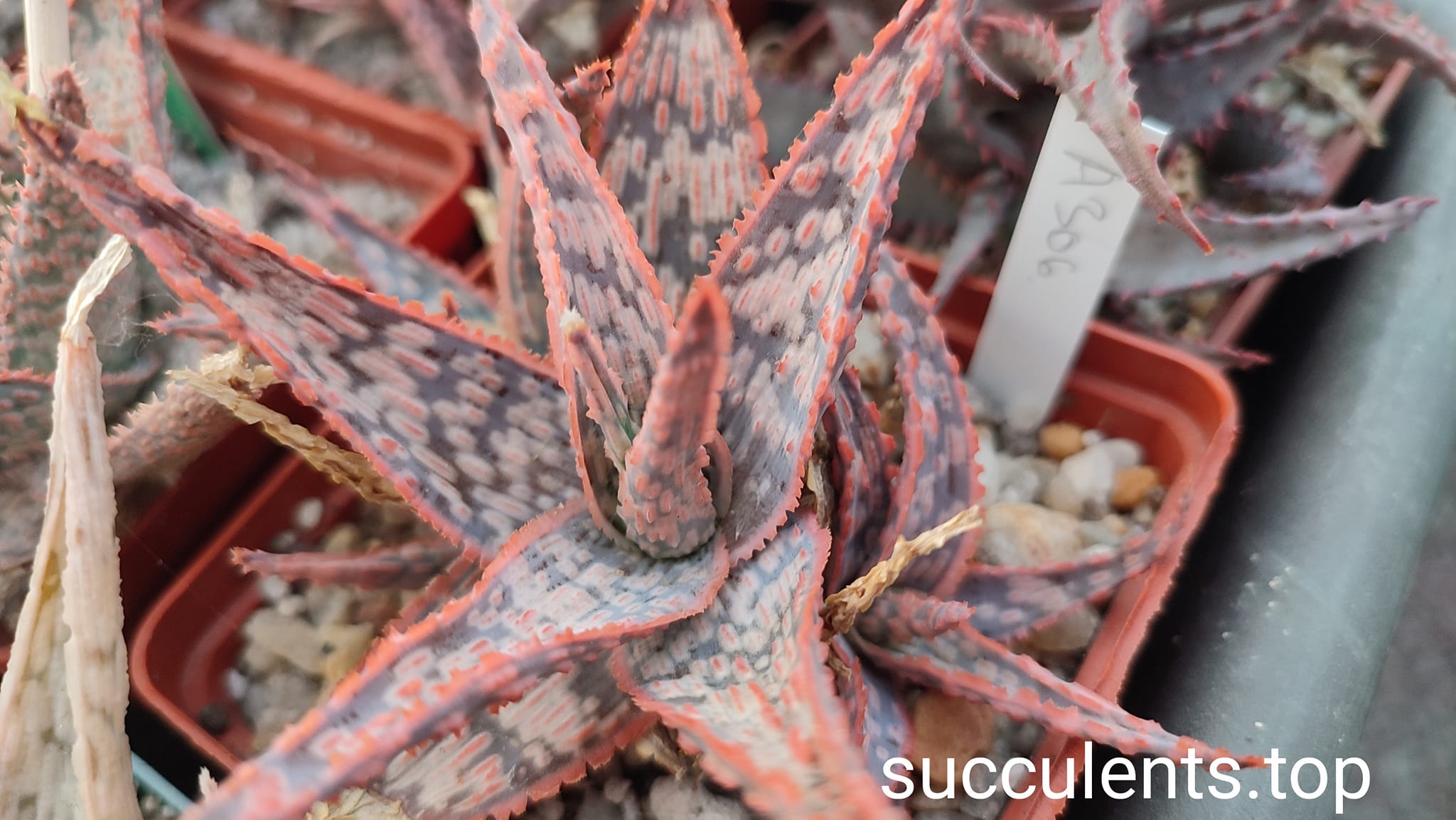 Aloe A306 ціна за дітку з рослини на фото