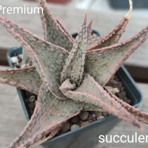 aloe cv premium