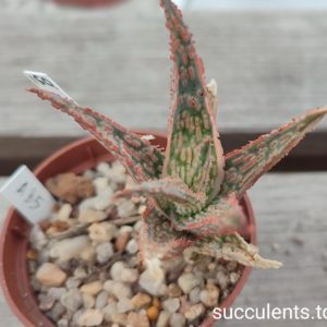 Aloe A85