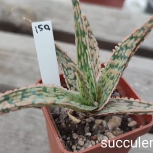 aloe cv